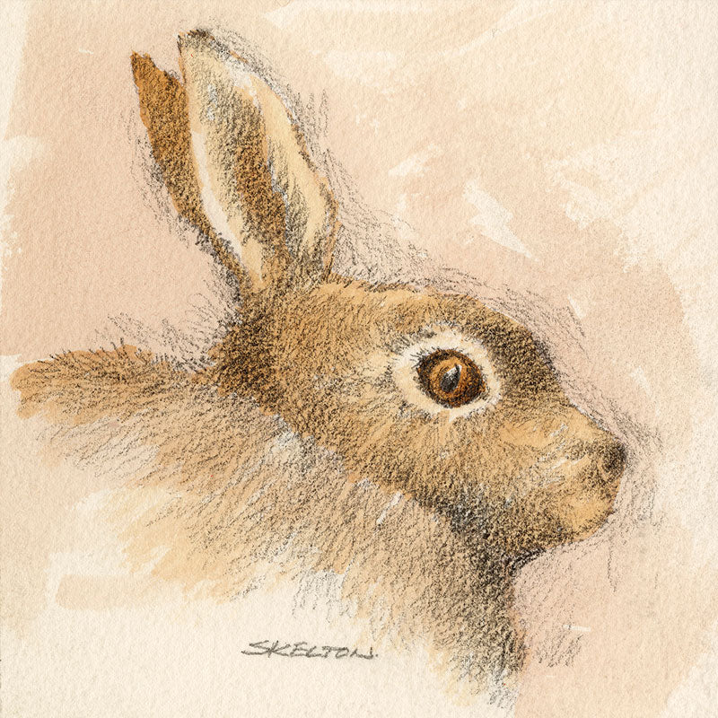 Sam Skelton - Study of Hare
