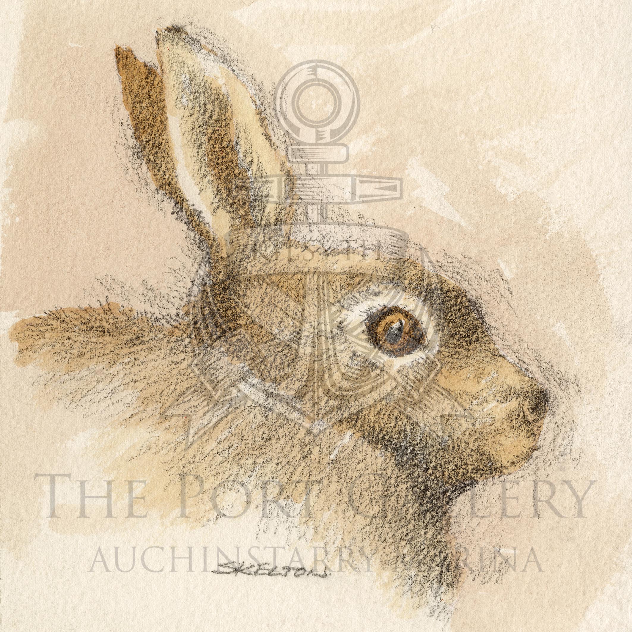 Study of Hare