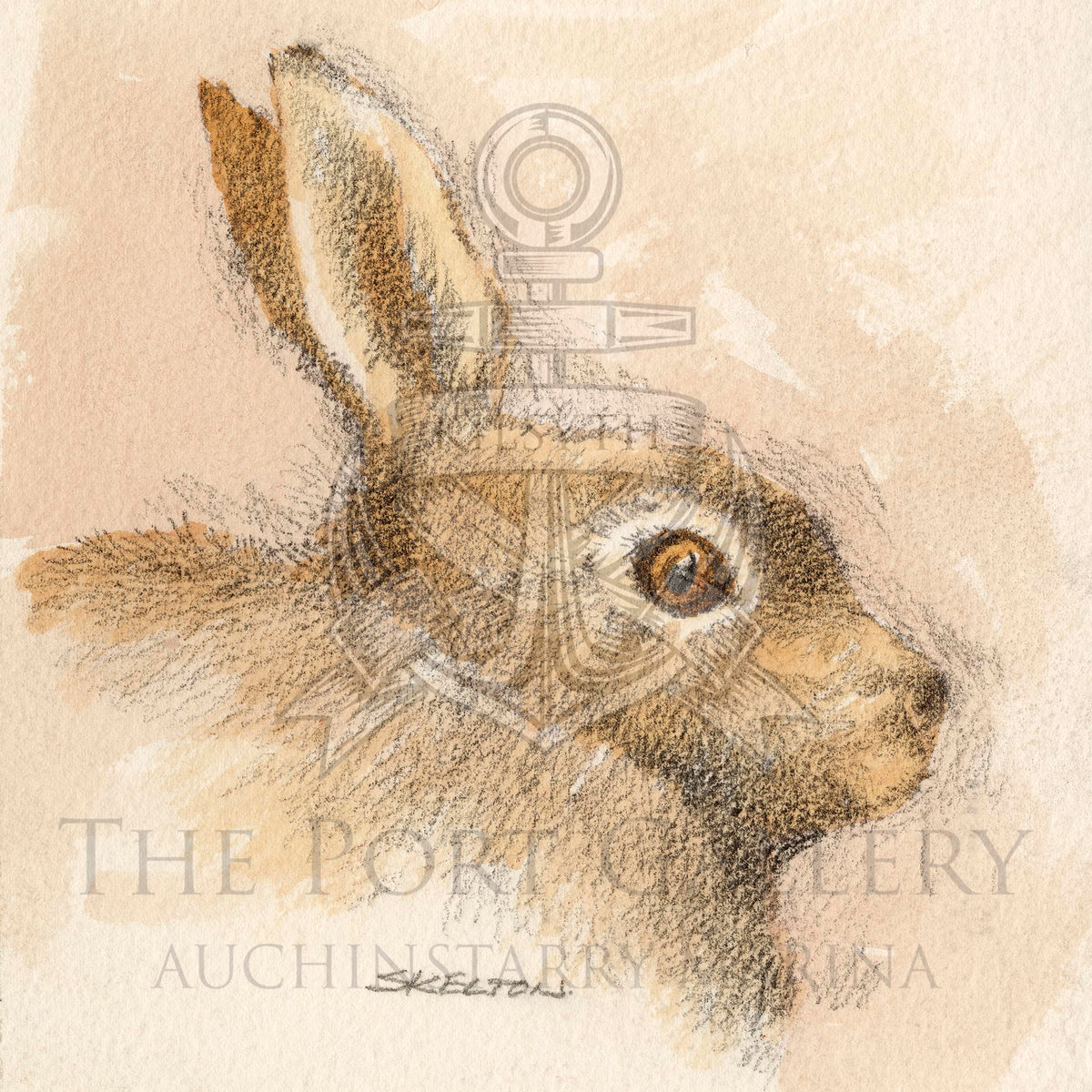 Study of Hare