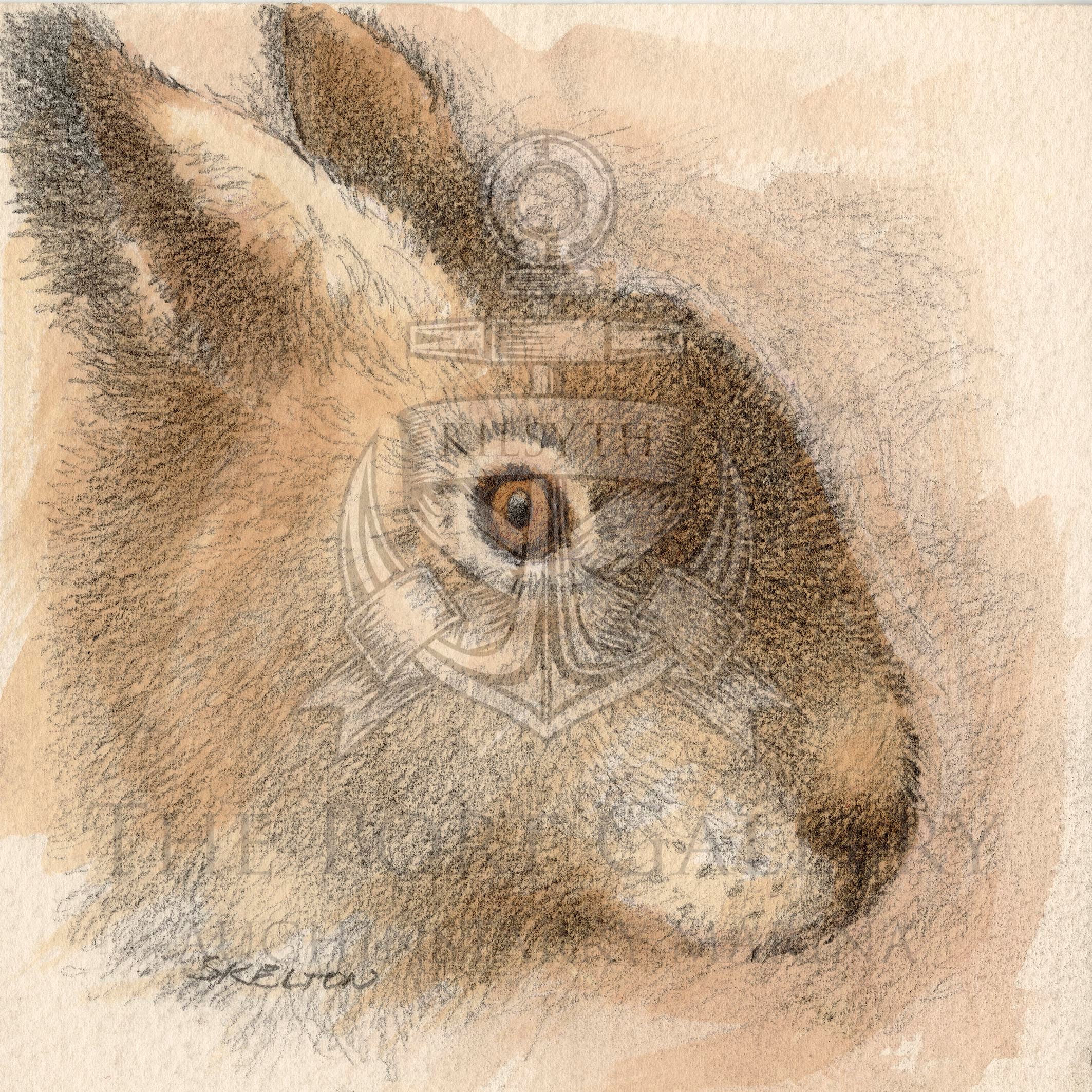Study Of A Rabbit