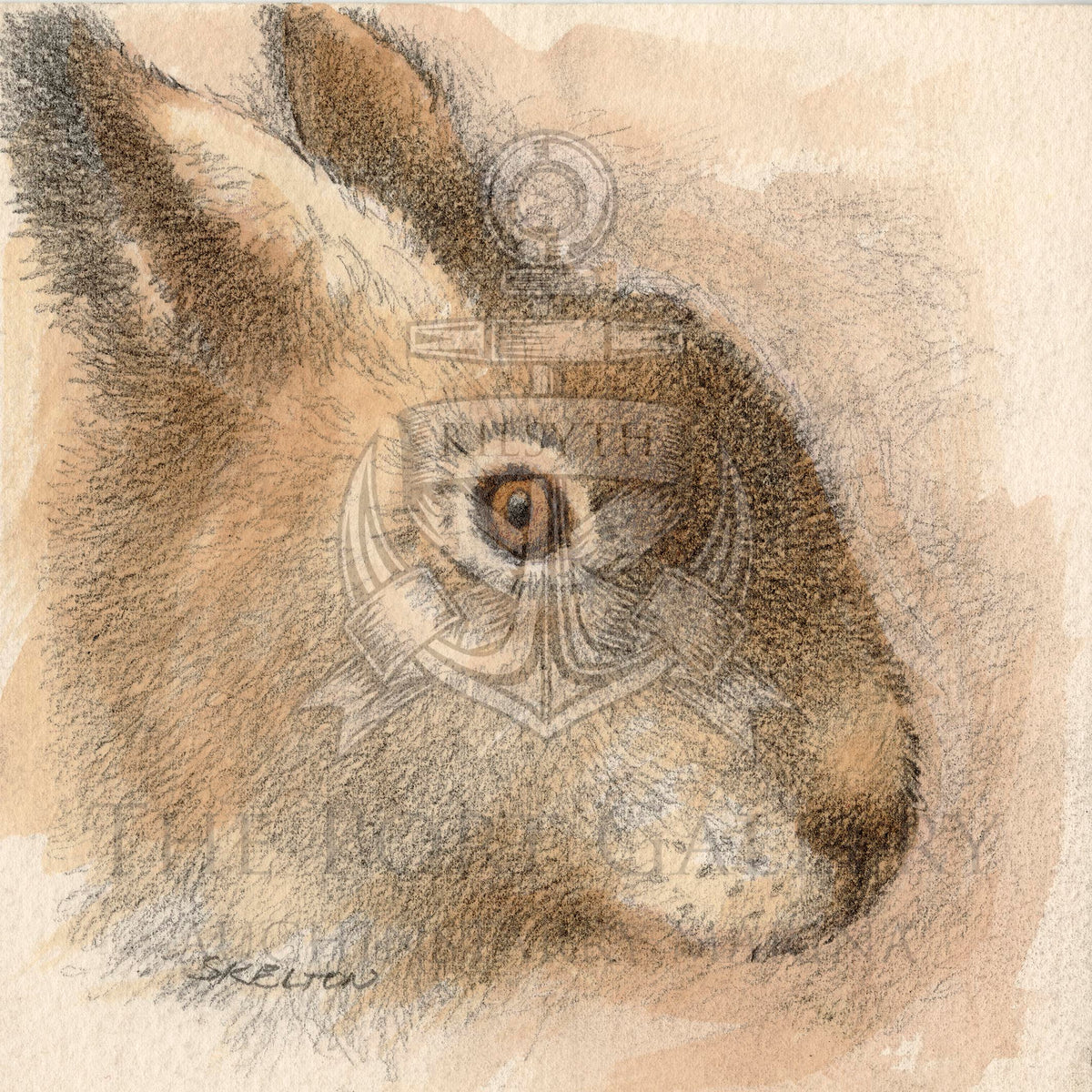 Study Of A Rabbit